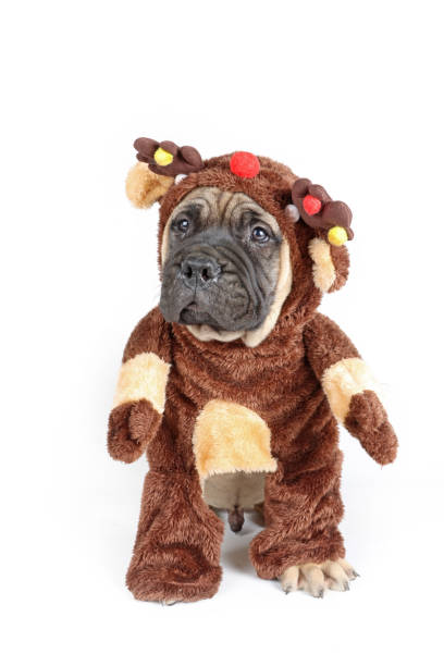 istock puppy with christmas costume 2177929671