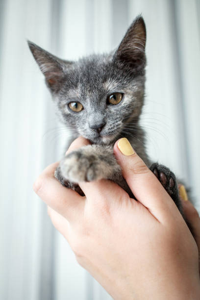 istock The image features a close-up shot of a grey kitten being gently held by a person's hands. The kitten has a soft, short coat with subtle markings around its face and ears 2177929687