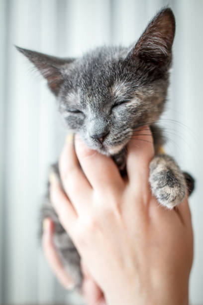 istock The image features a small, adorable kitten sitting on a soft, brown textured surface. The kitten has short, grey fur with subtle cream markings, particularly a small cream patch on its chest 2177929748