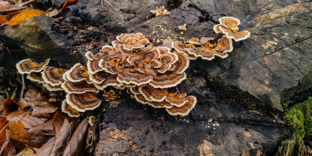 istock Tree trunk affected by the fungus Trametes versicolor 2177932294