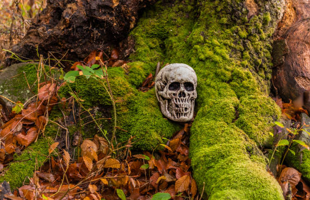 A fake human skull near an old tree