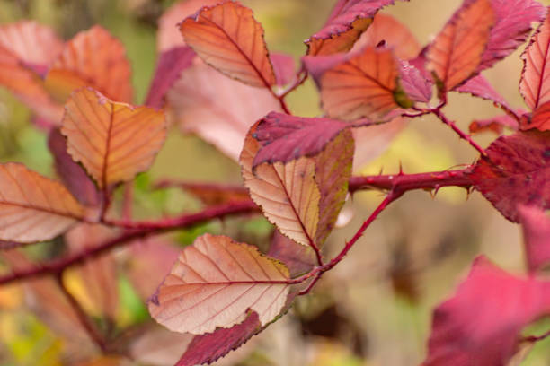 istock Reddened blackberry leaves on a sunny autumn day 2177933311