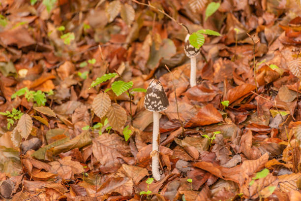 Mushroom Coprinopsis picacea in a mountain forest