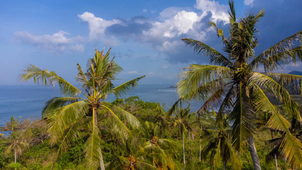 istock Coconut Palm Trees at Balian Beach, Bali, Indonesia 2177934525