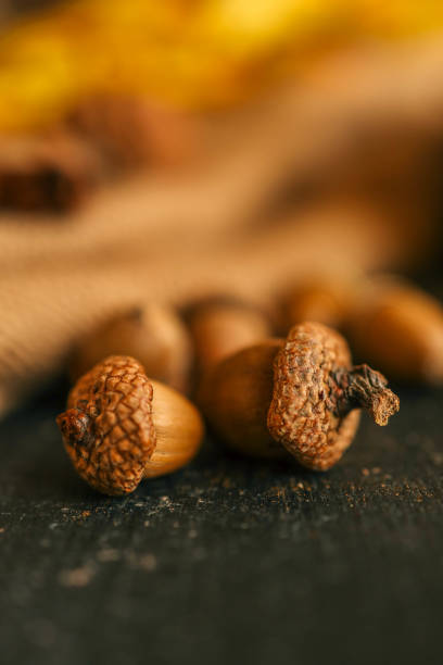 Cozy autumn photo, acorns, nuts, cinnamon.