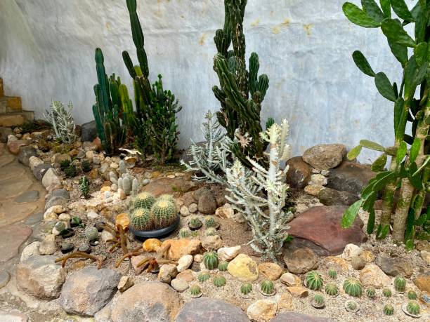 istock Cactus plants in the cactus garden 2177936679