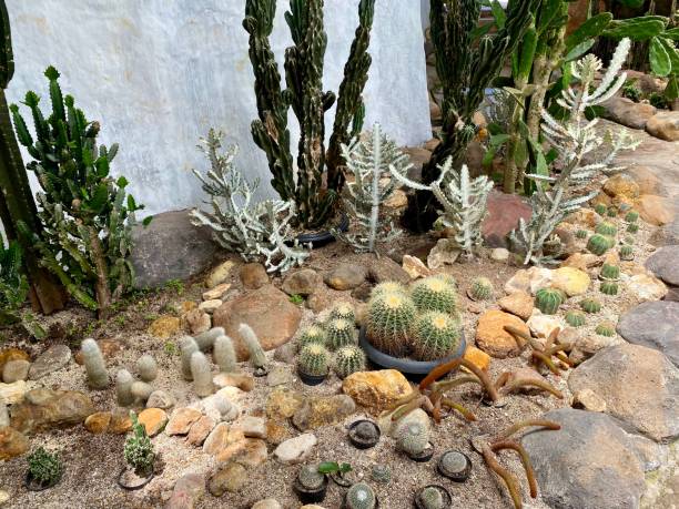 istock Cactus plants in the cactus garden 2177936694