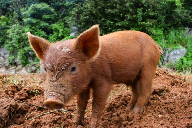 istock A cute piglet stands in a muddy field beside an orange mud-splattered cupboard, looking curiously at the camera 2177939939