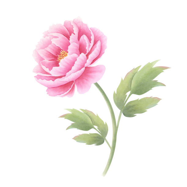 istock Pink peony flower with leaves isolated on white background. Hand drawn watercolor botanical illustration. Clipart for design, cards, invitations, congratulations, packaging, printing, advertising 2177940158