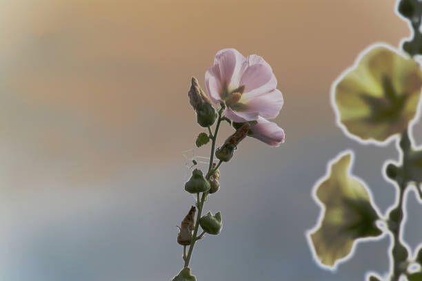 A captivating close-up of delicate pink flowers bathed in sunlight with a soft and dreamy green background. The vibrant blossoms and verdant leaves create a calming and enchanting natural scenery.