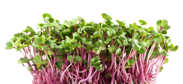 istock Grean Purple Shiso Cress  on white Background 2177942064
