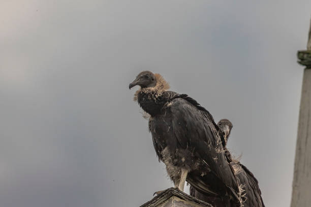 Eurasian black vulture (Aegypius monachus)