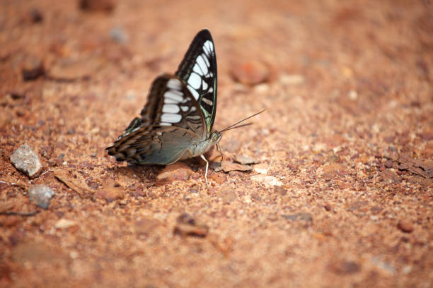 A stunning butterfly rests gracefully on the earthy ground, showcasing its intricate wings and delicate features in a natural setting.