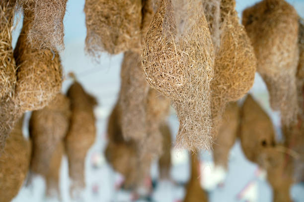 A collection of dried natural fibers elegantly hanging in a rustic display, highlighting their unique texture and organic beauty. Perfect for decor or crafting inspiration.