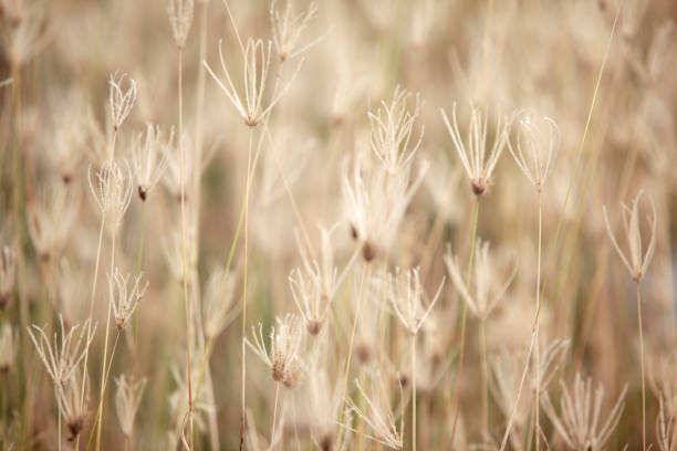 Soft focus on delicate wildflowers creates a tranquil atmosphere in a sunlit meadow. This image captures the beauty and serenity of nature's blooms.