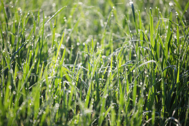 istock Dewy Grass Blades with Morning Light 2177949011