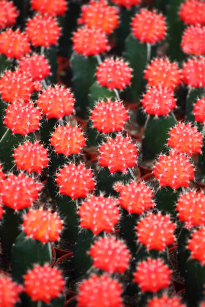 A stunning display of vibrant red cactus plants with spines surrounded by green. This botanical arrangement brings a unique and eye-catching element to any garden or landscape setting.