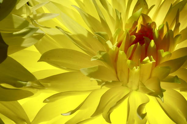 Beautiful dahlia in a garden. Shot with a Canon 5D Mark IV.