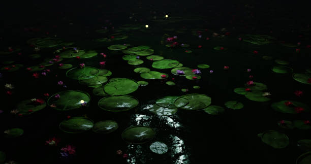 istock Lotus Flower In Pond 2177950596