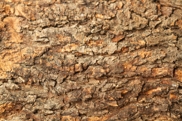 istock Bark of a carob tree in a close up view 2177951231