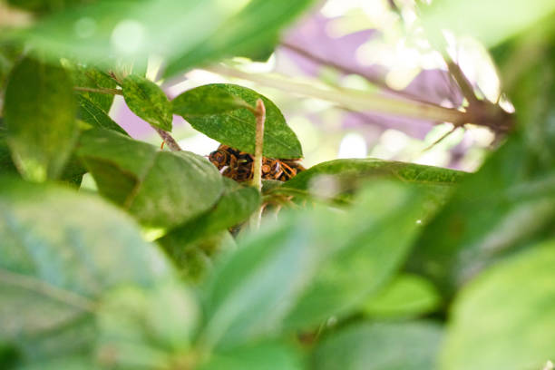 A paper wasp hiding among the leaves