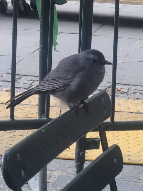 istock Grey cat bird on chair 2177953303