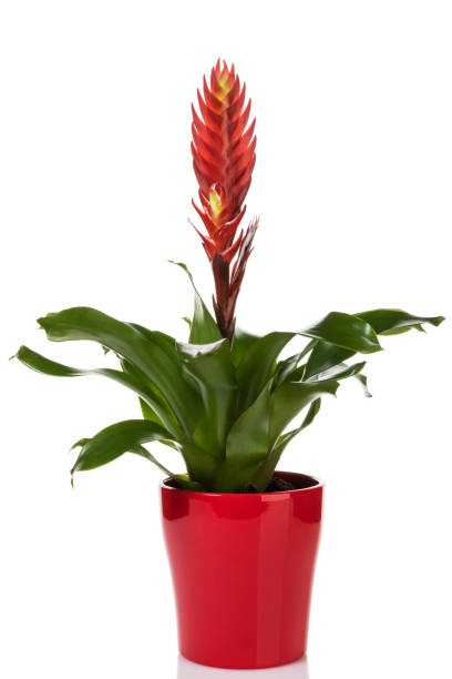 istock Red potted Vriesea bromeliad plant isolated on white 2177956564