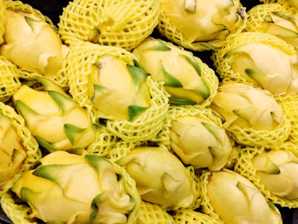 istock Selenicereus megalanthus 2177957529