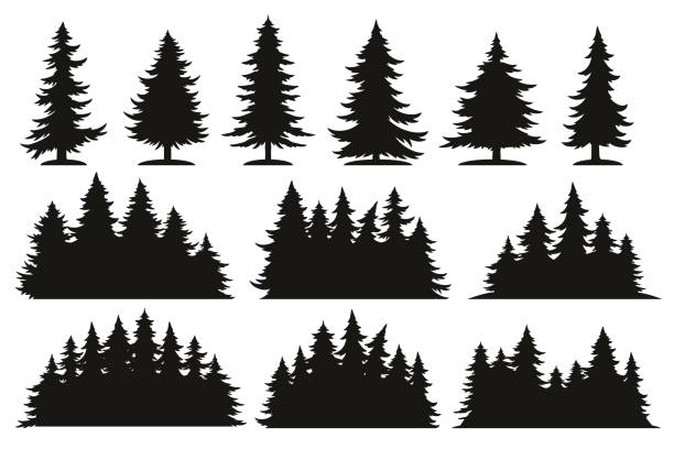Christmas firs set emblems monochrome with silhouettes of fir trees growing in coniferous forest for winter clothing design vector illustration