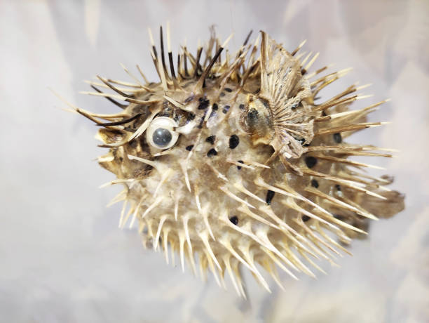 istock Souvenir of dried spherical puffer fish with needles 2177957811