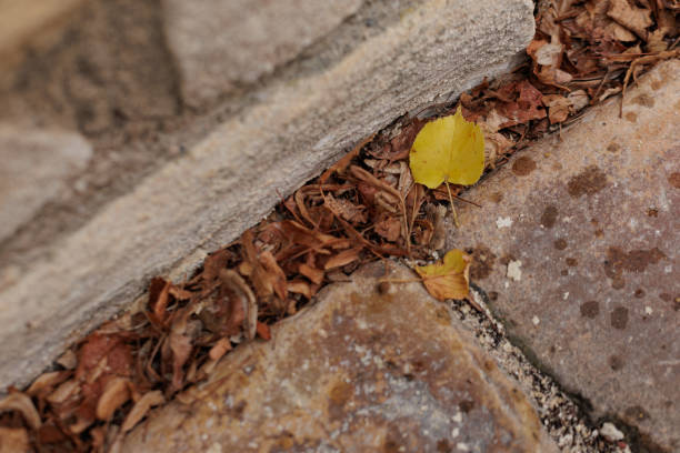 Single yellow leaf lays on a stone walkway with brown leaves surrounding it in Vysehrad Prague