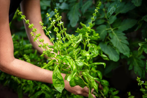 istock a young woman harvests fresh basil 2177961224