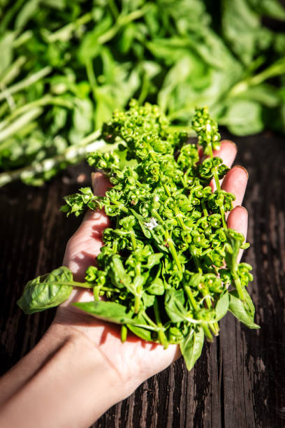 istock a female hand holds freshly cut basil buds 2177961345