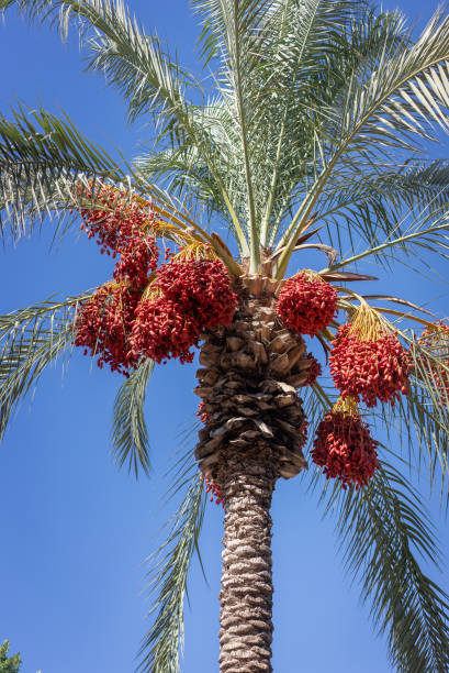 istock Ripe date fruit bunches hanging on palm tree, 2177961907