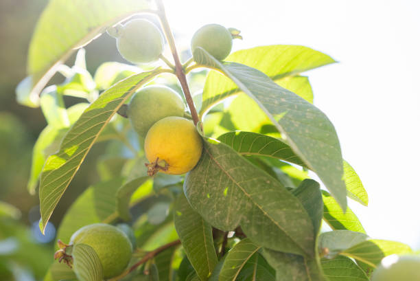 Guava fruit hanging on the limbs of a tree