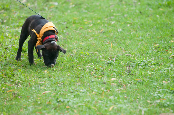 Puppy sniffing the grass in the park