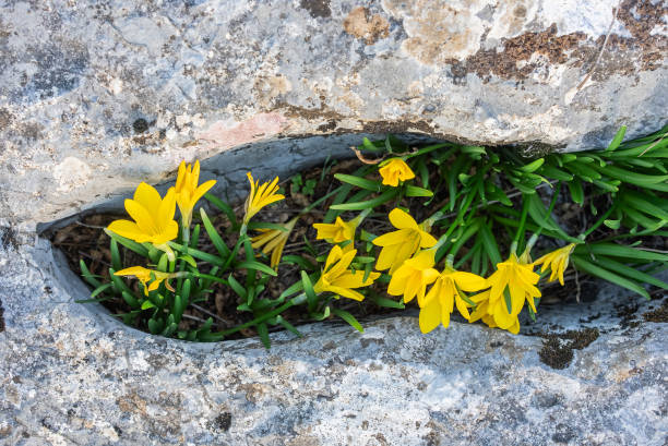 Sternbergia lutea (the autumn daffodil, lily of the field, yellow autumn crocus) flowers