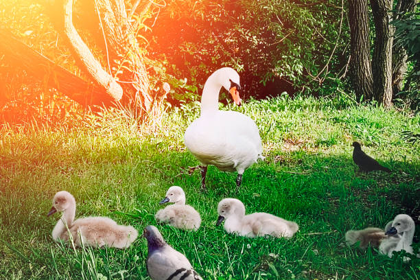 White swan with little swans on a green meadow.