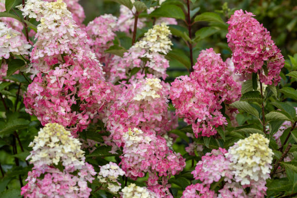 istock Hydrangea paniculata sort Fraise Melba hydrangea with pink flowers blooms in the garden in summer 2177965052