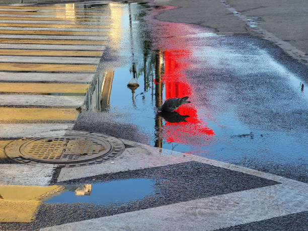 A blue pigeon drinks from a puddle on the roadway, a red flag is reflected in the puddle.