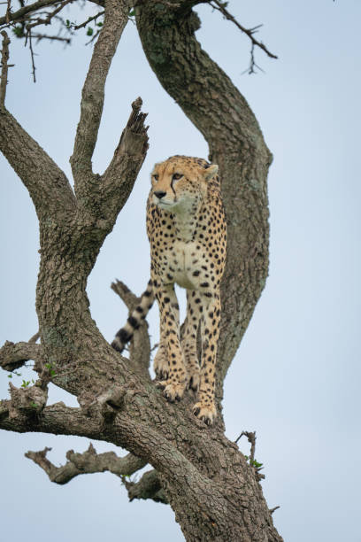 istock Female cheetah standing staring out from tree 2177966447