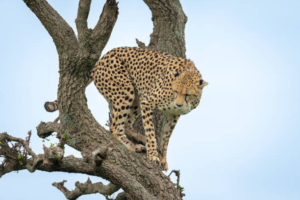 istock Female cheetah standing in tree looking down 2177966520