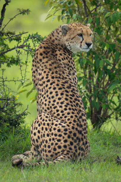 istock Female cheetah sits turning round in bushes 2177966780
