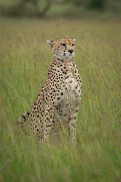 cheetah lying in the shade of a bush in the savannah of the Mara Park in Kenya