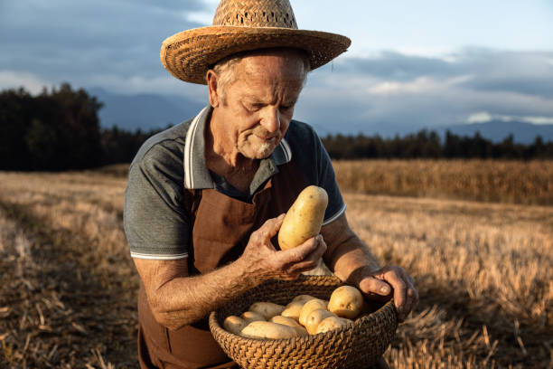 istock senior farmer gathering potato 2177971341