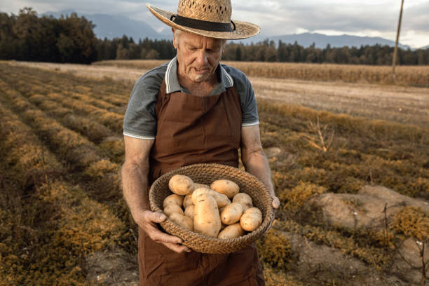 istock senior farmer gathering potato 2177971673