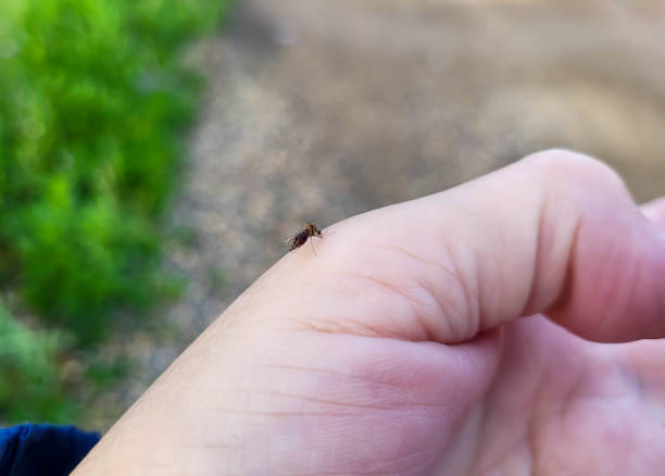 istock On a clear summer day, a fat mosquito drank blood from a woman's hand. 2177971942
