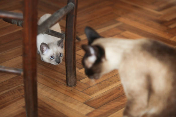 Siamese cat white backgrund