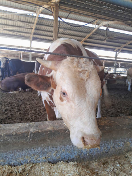 istock Cows in a farm. Dairy cows in a farm 2177976847