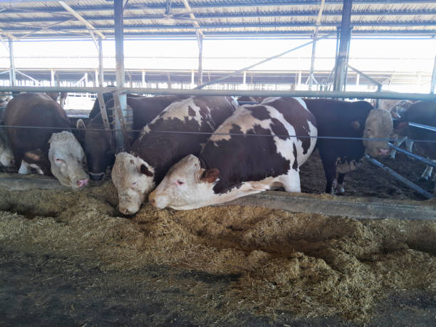 istock Cows in a farm. Dairy cows in a farm 2177977451